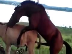 A mare being banged by a horny mustang
